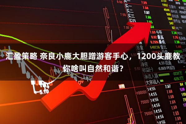 汇盈策略 奈良小鹿大胆蹭游客手心，1200头鹿教你啥叫自然和谐？